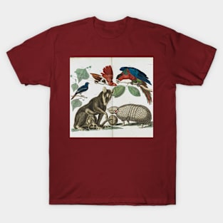 Molucca Opossum, Didelphis molucca and Armadillo, Tolypeutes matacus By Albertus Seba T-Shirt